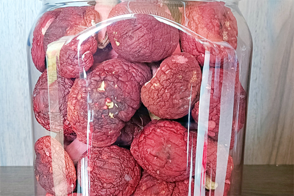 红椎菌。广西林业局供图