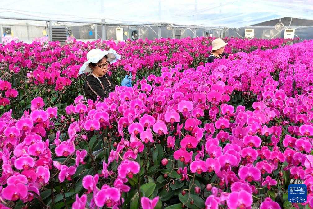 ɽ����ī����������������