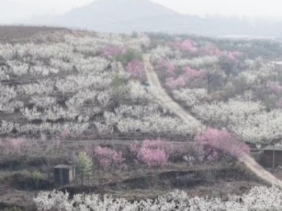 ��ɽѩɫ����Լ ������Ұ���